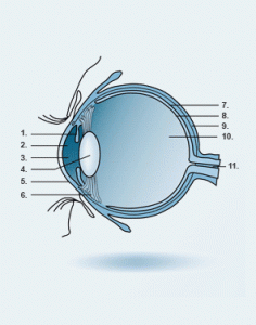 Anatomia dell'occhio
