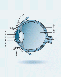 Anatomia-dellocchio-236x300